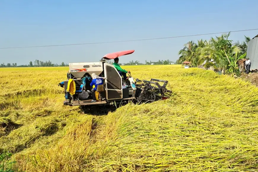 quy mô sản xuất lúa gạo