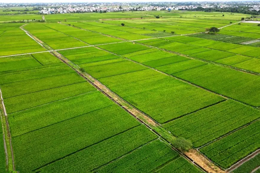 sản xuất lúa gạo