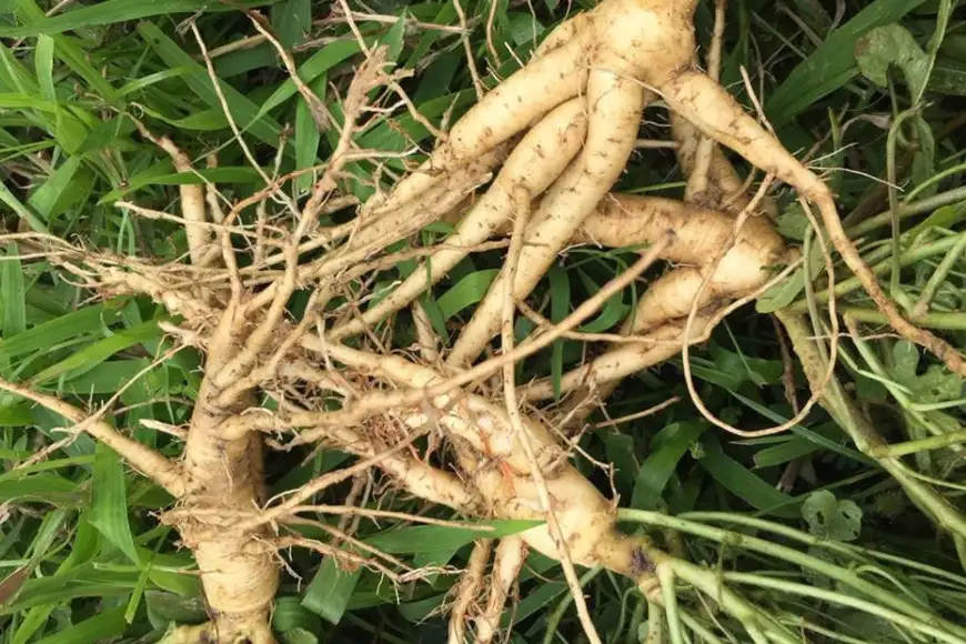 khả năng chống chịu sâu bệnh
