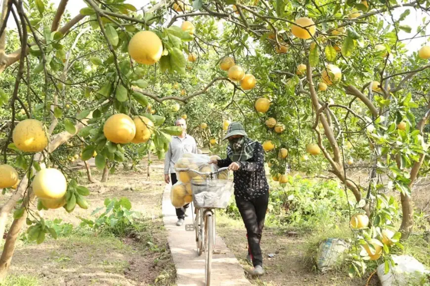 quản lý nông sản địa phương