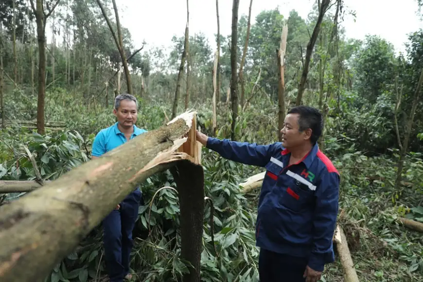 thiệt hại ngành lâm sản