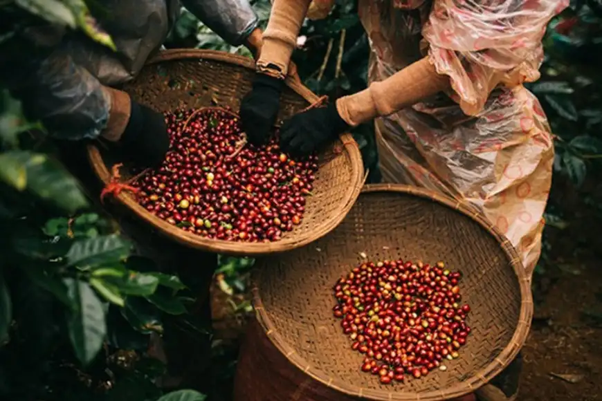 khó khăn của ngành cà phê