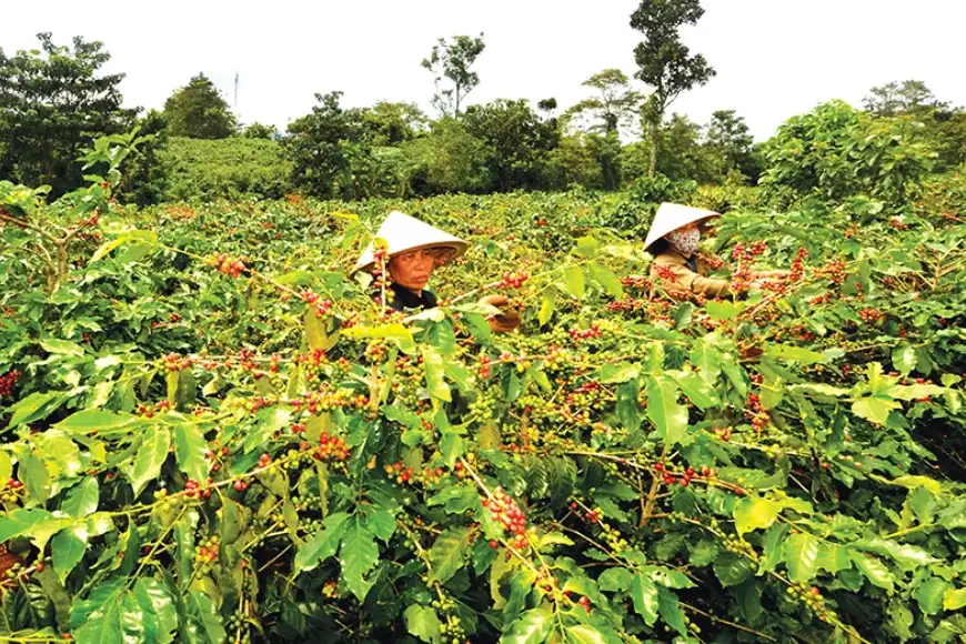 tái canh ngành cà phê