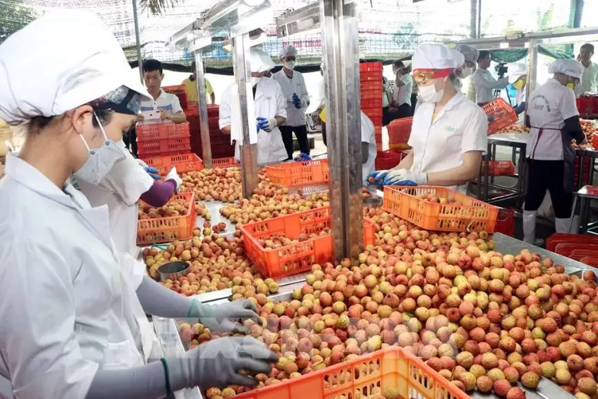 chế biến vải thiều Thanh Hà