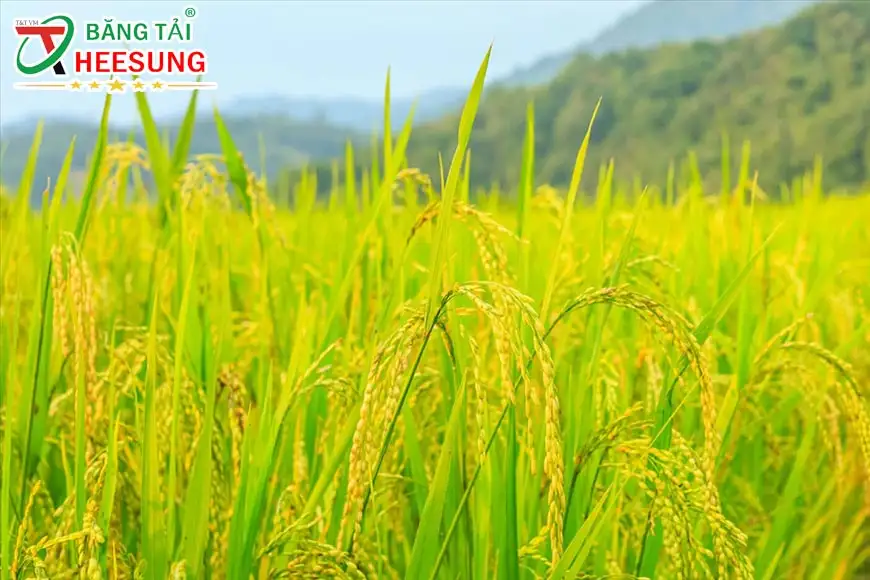 nganh-lua-gao-viet-nam